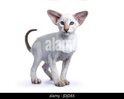 Siamese gattino in piedi su sfondo bianco Foto Stock