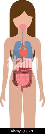 Silhouette colorato persona di sesso femminile con organi interni sistema del corpo umano Illustrazione Vettoriale