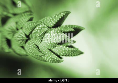 Verde ornamentale cactus vicino su uno sfondo sfocato. Foto Stock