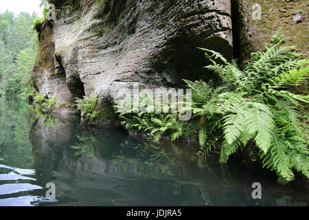Le gole del fiume Kamenice è un complesso di anfratti rocciosi in Svizzera boema nella Repubblica Ceca. Questi sono i profondi canyon della Kamenice R Foto Stock
