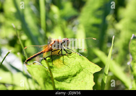 Una libellula arancione su una lama di erba. L'insetto mangia una foglia. Foto per il tuo design Foto Stock