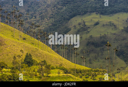 Cera palme di Cocora Valley, Colombia Foto Stock