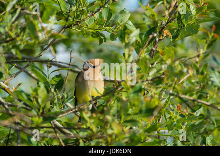 Il Cedar waxwing (Bombycilla cedrorum) appollaiate in una willow nel foro di Lois Parco Provinciale, Alberta, Canada. Foto Stock