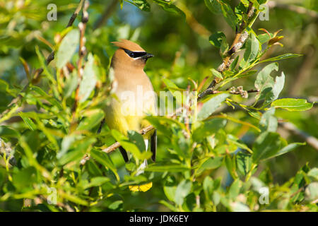 Il Cedar waxwing (Bombycilla cedrorum) appollaiate in una willow nel foro di Lois Parco Provinciale, Alberta, Canada. Foto Stock