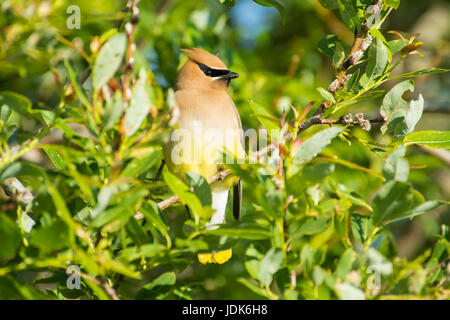 Il Cedar waxwing (Bombycilla cedrorum) appollaiate in una willow nel foro di Lois Parco Provinciale, Alberta, Canada. Foto Stock