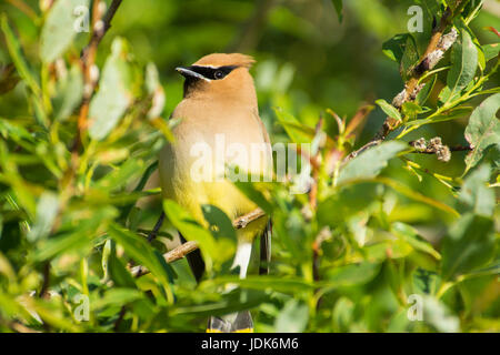 Il Cedar waxwing (Bombycilla cedrorum) appollaiate in una willow nel foro di Lois Parco Provinciale, Alberta, Canada. Foto Stock