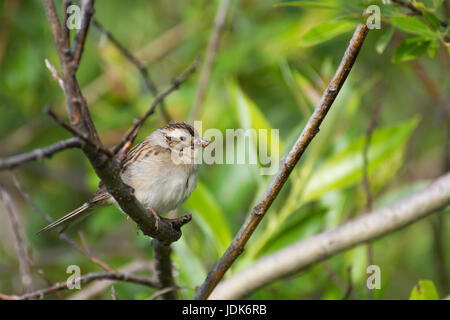 Clay-passero colorato (Spizella pallida) appollaiato su un ramo di albero con gli insetti alla prole di alimentazione nella sua bocca, Lois Foro Parco Provinciale, Alberta. Foto Stock