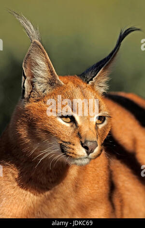 Karakal, Sud Africa, Suedafrika Foto Stock