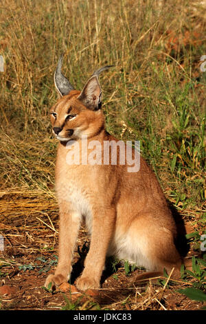 Karakal, Sud Africa, Suedafrika Foto Stock