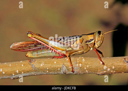 Grasshopper si siede su un ramo, Sud Africa, Heuschrecke sitzt auf einem Zweig, Suedafrika Foto Stock