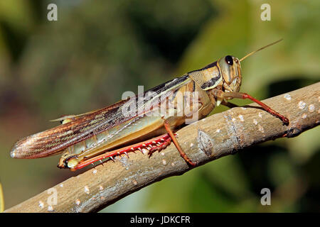 Grasshopper si siede su un ramo, Sud Africa, Heuschrecke sitzt auf einem Zweig, Suedafrika Foto Stock
