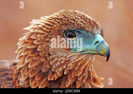 Predatori di eagle - savana needlemaker - Sud Africa, Raubadler - Savannenadler - Suedafrika Foto Stock