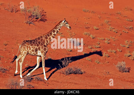 Giraffa Foto Stock