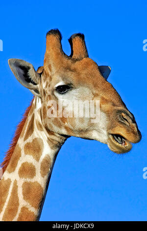 Giraffa - ritratto, giraffa - Portraet Foto Stock