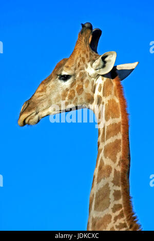 Giraffa - Portreat Foto Stock