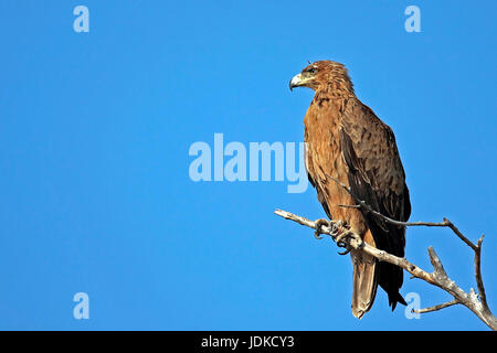 Predatori di eagle , Raubadler Foto Stock