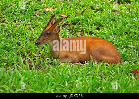 Malaysia Foto Stock