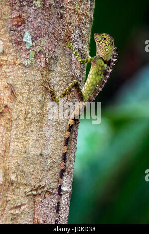 Testa ad angolo AGAMA SA si arrampica su un albero alto, Winkelkopfagame klettert einen Baum hoch Foto Stock