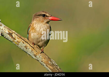 Kingfisher / Kingfisher / Braunkopfliest, Eisvogel / Kingfisher / Braunkopfliest Foto Stock