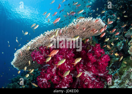 Anthias colorati in Coral Reef, Pseudanthias sp., Raja Ampat, Papua occidentale, in Indonesia Foto Stock