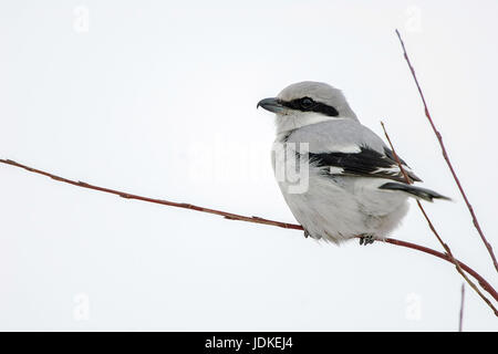 Northern strangler predatori si siede su un ramo, Nördlicher Raubwürger sitzt auf einem Zweig Foto Stock