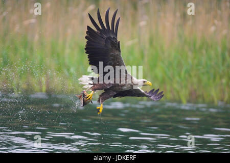 Sea Eagle, bianco-tailed Eagle (Haliaeetus albicilla), Seeadler Foto Stock