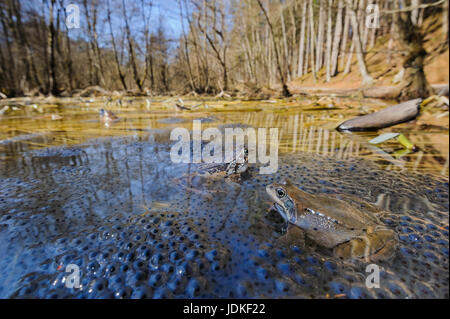 Erba rane sedersi su spawn in un pool, Grasfroesche sitzen auf latch in einem Tuempel Foto Stock