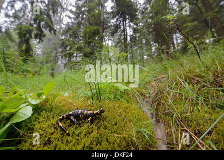 Salamandra pezzata siede su moss in legno, Feuersalamander sitzt auf Moos im Wald Foto Stock