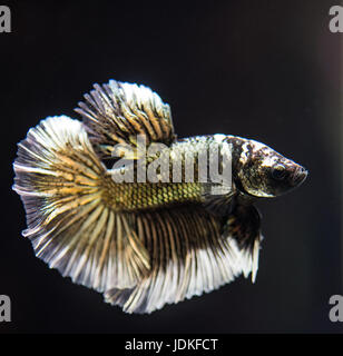 Maschio di rame Betta splendens pesce Foto Stock