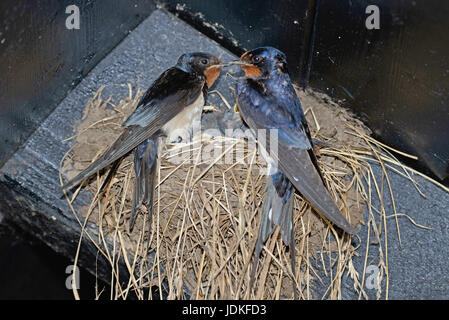 Rondini piccolo uomo e donna nel nido, Rauchschwalben Maennchen und Weibchen am Nest Foto Stock