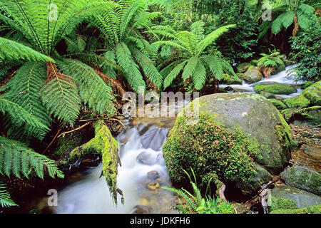 Di rango di Yarra Nationwide park, Australia, Yarra-Ranges National Park, Australien Foto Stock