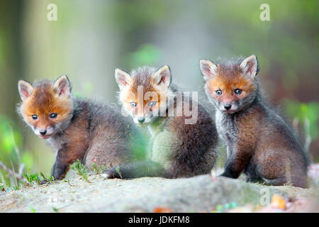 Giovani volpi, rosso giovane volpe (Vulpes vulpes), Junge Fuechse Foto Stock