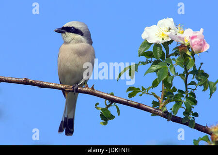 Neuntoeter, rosso-backed Shrike (Lanus collurio) si siede su un ramo, rosso-backed Shrike (Lanus collurio) sitzt auf einem Zweig, Foto Stock