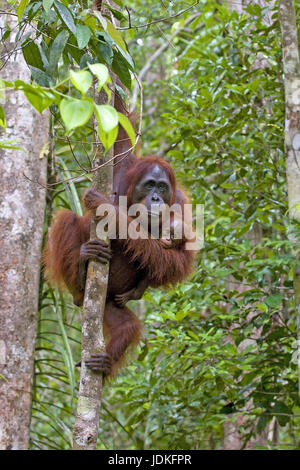 "Foreste vergini; baby; giovani; animali femmine; femmina; più femminile; Indonesia; Borneo; animale; animali; mammifero; mammiferi; mammiferi; scimmie; orango; Foto Stock