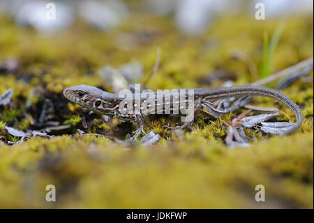 Recinzione giovani lizard siede su MOSS, Junge Zauneidechse sitzt auf Moos Foto Stock