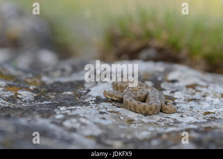 I giovani europei di corno bordato vipere giace su di una pietra, Junge Europäische Hornotter liegt auf einem Stein Foto Stock