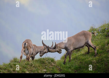 Lotta contro i giovani Capricorno piccolo uomo, Kämpfende junge Steinbock Männchen Foto Stock