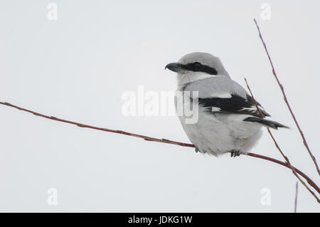 Northern strangler predatori si siede su un ramo, Nördlicher Raubwürger sitzt auf einem Zweig Foto Stock