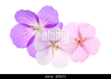 Tre gerani , viola, rosa e bianco isolato su uno sfondo bianco. Foto Stock