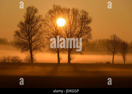 Albero in luce posteriore, bavaresi, la Repubblica federale di Germania,, Baum im Gegenlicht, Bayern, Bundesrepublik Deutschland, Foto Stock