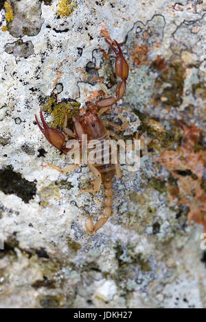 Scorpion siede su un lichen ricoperta di pietra, Euscorpius spec., Skorpion sitzt auf einem Flechten-bewachsenem Stein Foto Stock