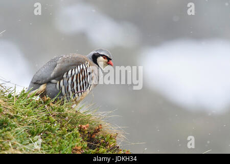 Pietra da incubo chicken little uomo si siede su un prato, Alectoris graeca saxatilis, Alpensteinhuhn Männchen sitzt auf einer Wiese Foto Stock