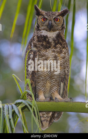 Virginia il gufo reale, il grande gufo cornuto, Bubo virgianus, Virginia-Uhu Foto Stock