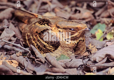 Parco nazionale di Keoladeo, India, Keoladeo Nationalpark, Indien Foto Stock