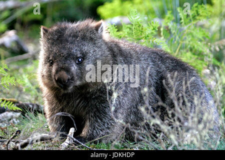 Cradle Mountain - salamoia Saint Clair NP, Tasmania, Cradle Mountain - lago di St. Clair NP, Tasmanien Foto Stock