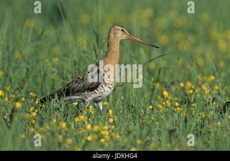 Banca beccaccino - nero-tailed Godwit, Uferschnepfe - nero-tailed Godwit Foto Stock