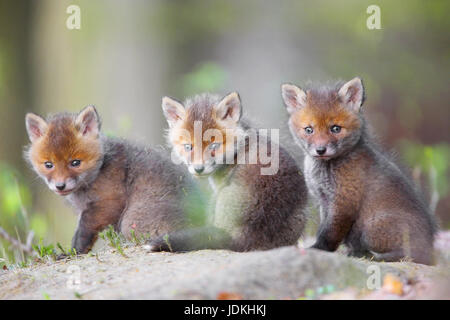 Giovani volpi, rosso giovane volpe (Vulpes vulpes), Junge Fuechse Foto Stock