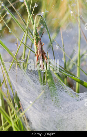 Piccola cavalletta fuoriesce dal rugiadoso piastra piana di web di un Imbuto-web spider, probabilmente Agelena labyrinthica Foto Stock