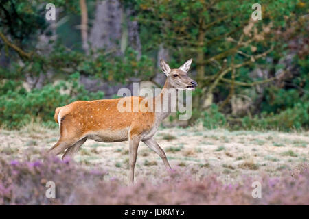 Rothirsch (Cervus elaphus) Red Deer Foto Stock