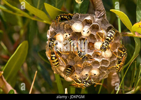 Feldwespe, Wespennest, Polistes gallicus, Foto Stock